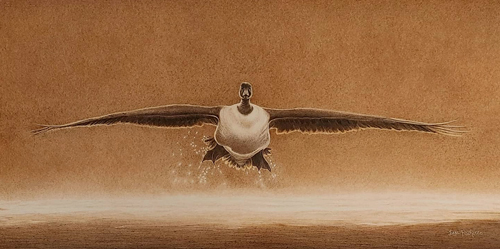 colored_pencil_drawing_canada_goose_flying_head_on.jpg