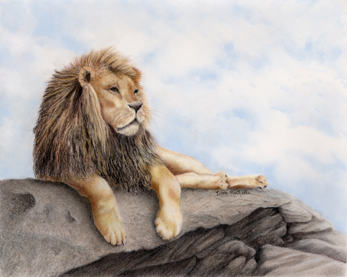 colored_pencil_drawing_lion_laying-on_rock.