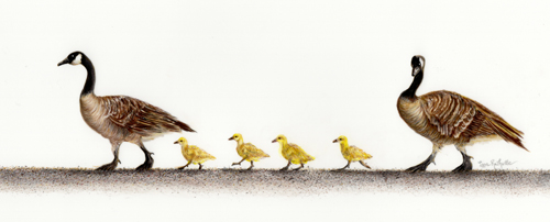 colored_pencil_drawing_canada_geese_family_goslings_walking.jpg