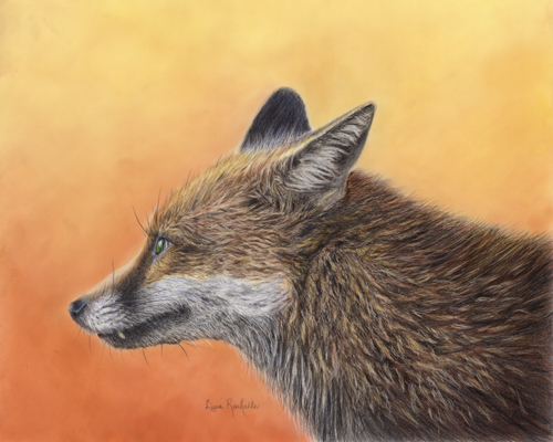 colored pencil drawing cougar mountain lion puma on the prowl.jpg