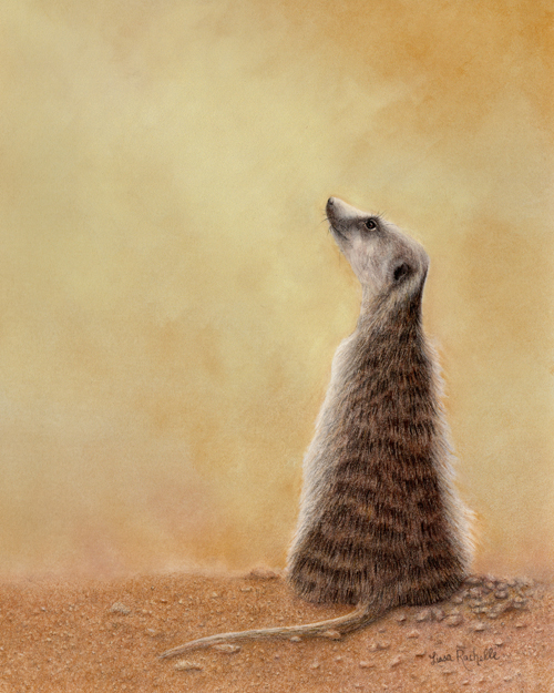 colored_pencil_drawing_meerkat_looking_up.jpg