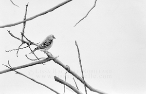 Click